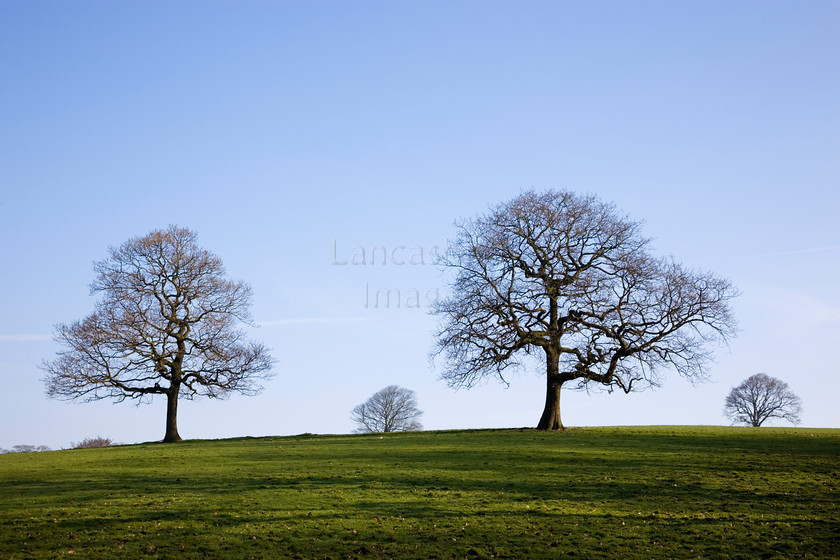 DCP2301 
 Trees Rivington in Lever Country Park, Lancashire 
 Keywords: Rivington, tree, trees, grass, blue, sky, four, Lever, Country, Park, Lancashire, Lancs, England, UK, Britain, Europe, DCP2301