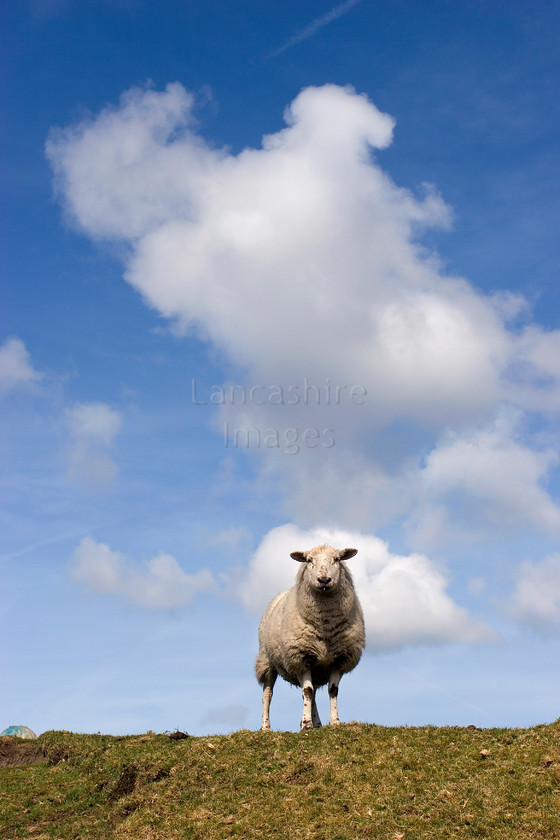DCP1136 
 Sheep against blue sky on the Rossendale Way in hassligden Grane 
 Keywords: Britain, DCP1136, England, Europe, Grane, Haslingden, Lancashire, Lancs, North, Northwest, UK, Valley, West, agricultural, agriculture, angle, animal, cloud, country, countryside, field, grass, green, low, rural, sheep, sky, ue, vertical