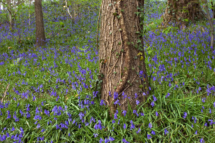 DCP1139 
 Bluebells in Yarrow Valley Country Park in Chorley 
 Keywords: Chorley, Yarrow, Valley, Country, Park, Lancashire, Lancs, North, West, Northwest, England, UK, Britain, Europe, country, countryside, bluebell, flower, blue, tree, root, abstract, pattern, texture, season, spring, springtime, background, colour, color, colourful, colorful, grass, green, contrast, contrasting, three, depth, new, fresh, old, distance, horizontal, DCP1139